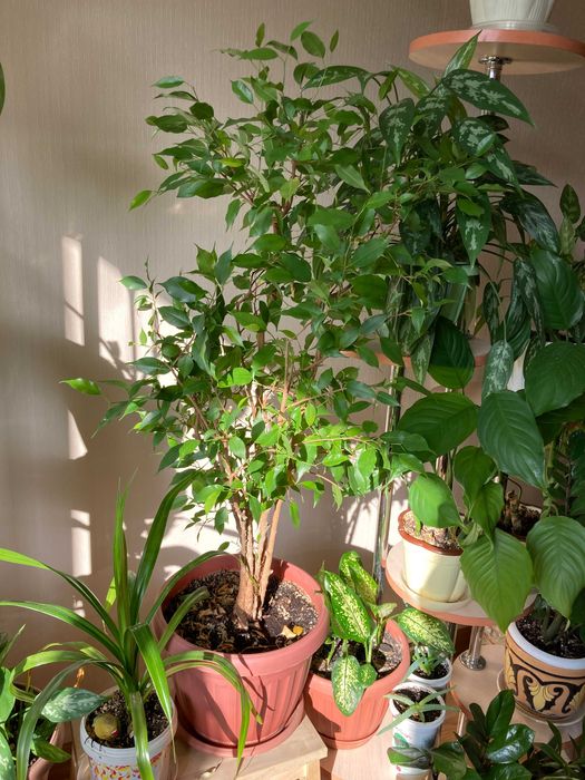 Фикус бенджамина