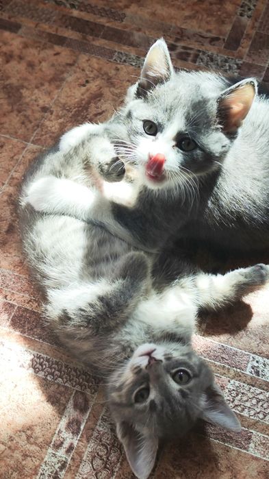Отдам котят в добрые руки