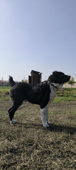 alabay 3 yosh ( алабай 3 года)