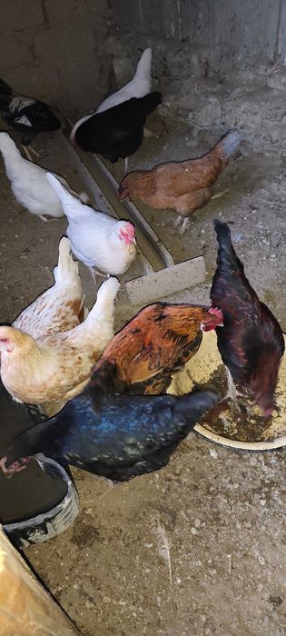 Товуқ хуроз Курицы Петухи