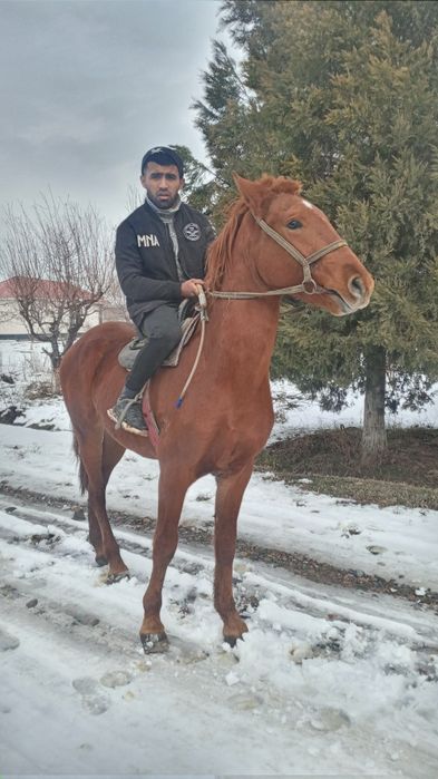 Срочно продаётся Польский лошадь