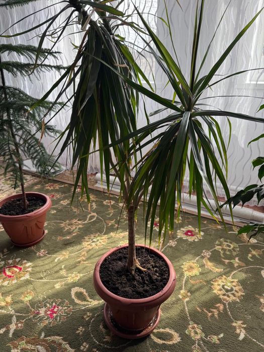 Драцена окаймлённая огромная