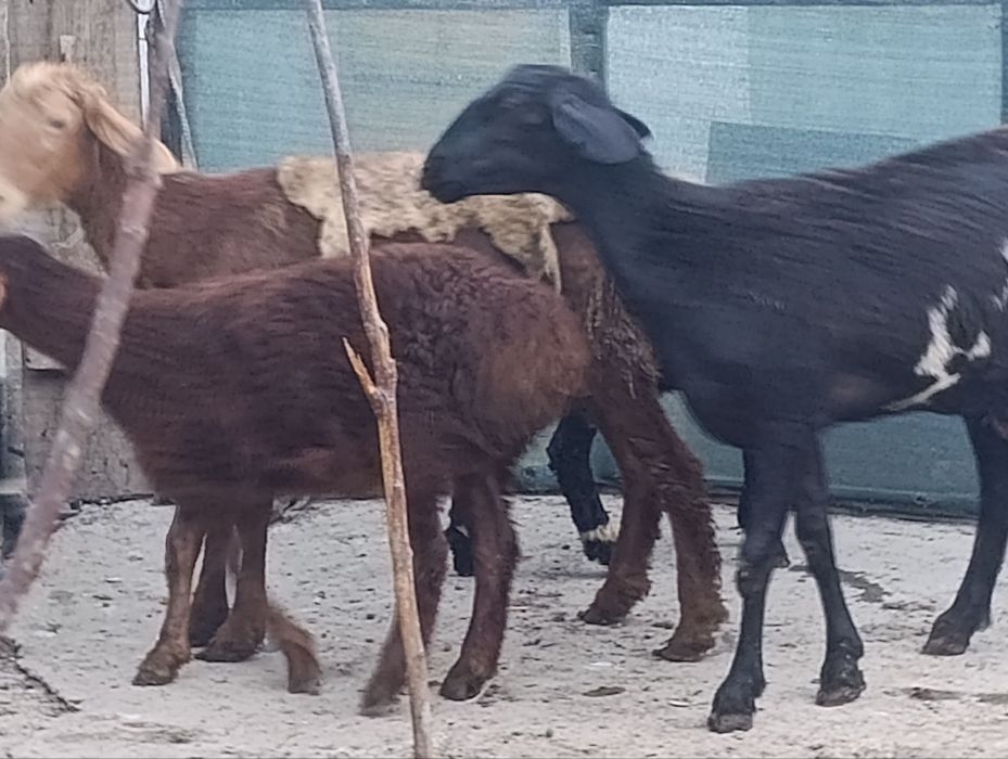 qoy onabola     .
