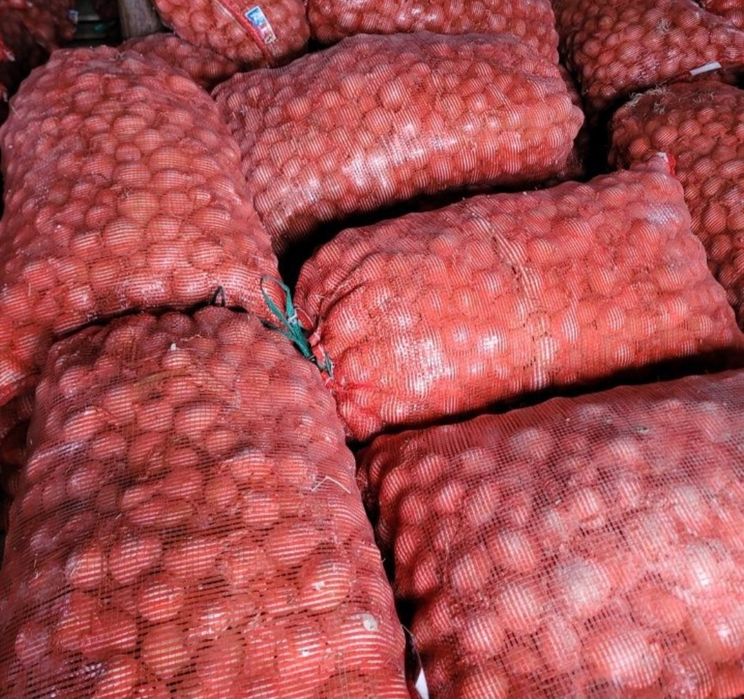 Лук Севок Мелкий