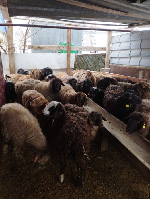 Койлар,токтылар сатылады