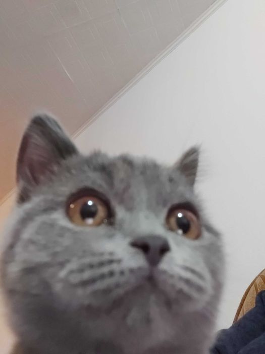 Выгул собак, кошек