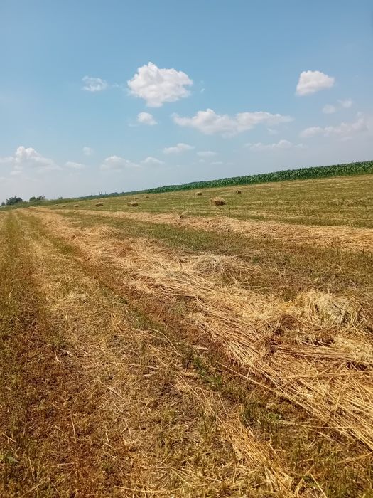 Vând baloti de ovăz cu lucernă măruntă in ei