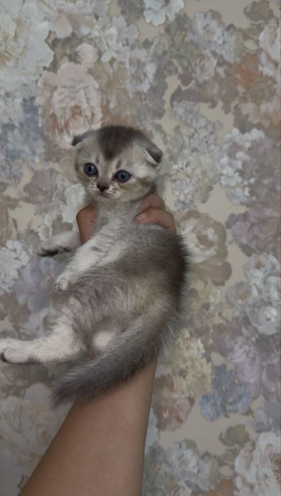 Шотландский вислоухий серебристая шиншилла