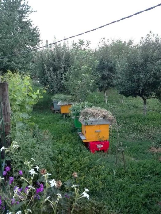 Familii de albine, Ploiesti
