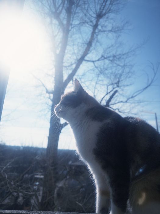 Кошка отдам бесплатно!