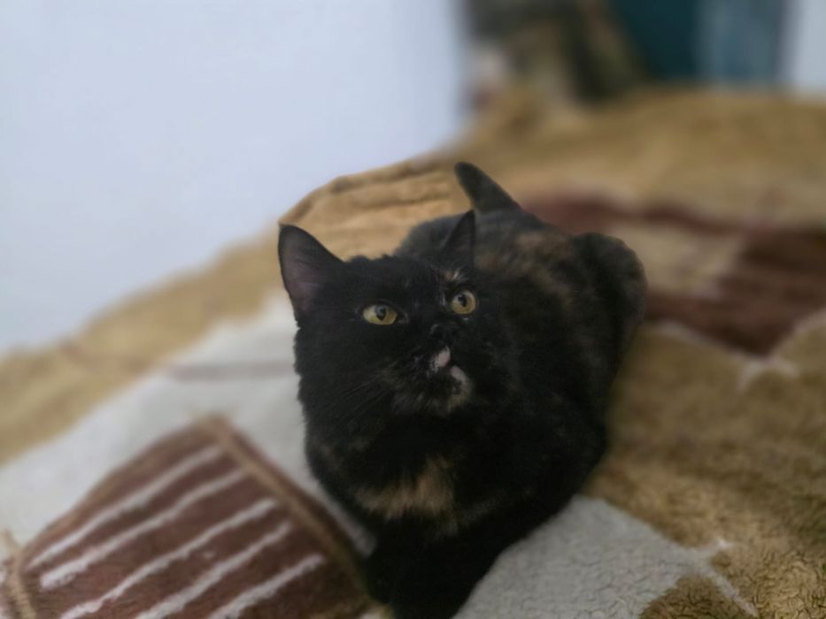 Отдам кошку в добрые руки