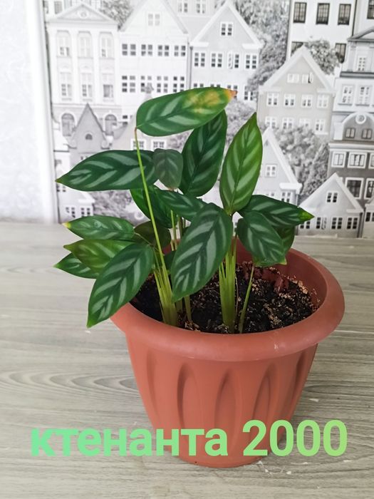 Продам недорого цветы