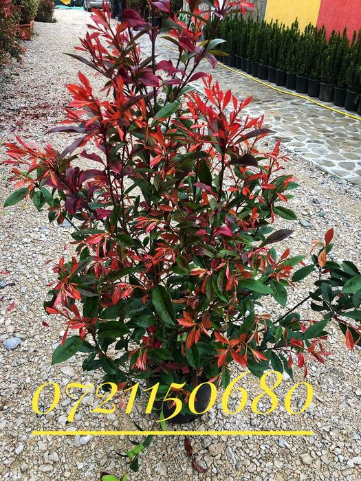 Olea europaea, maslin secular.