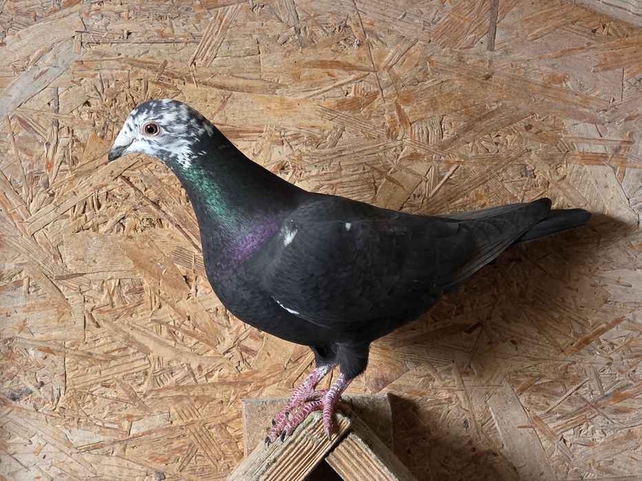 Porumbei voiajori, voiajor ornament