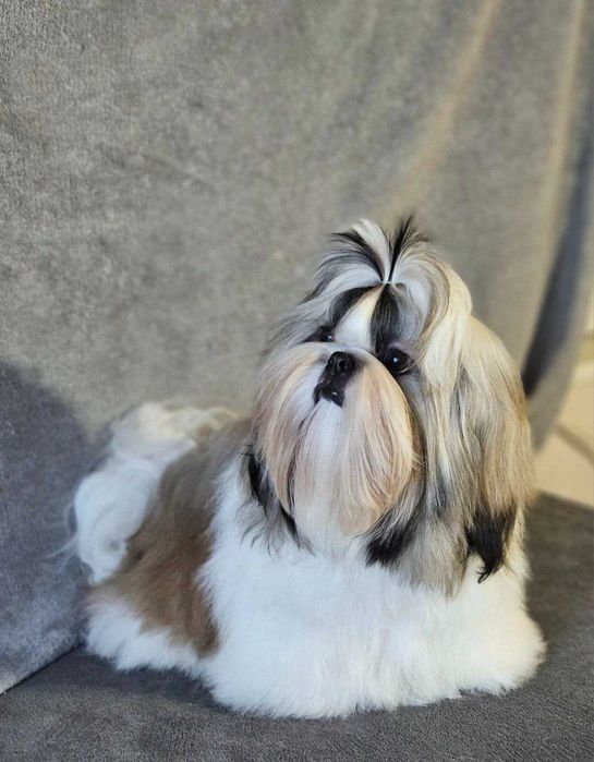 Băiat Shih Tzu în vârstă de 8 luni
