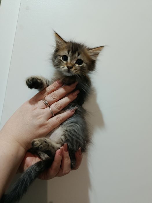 Продам котят, недорого