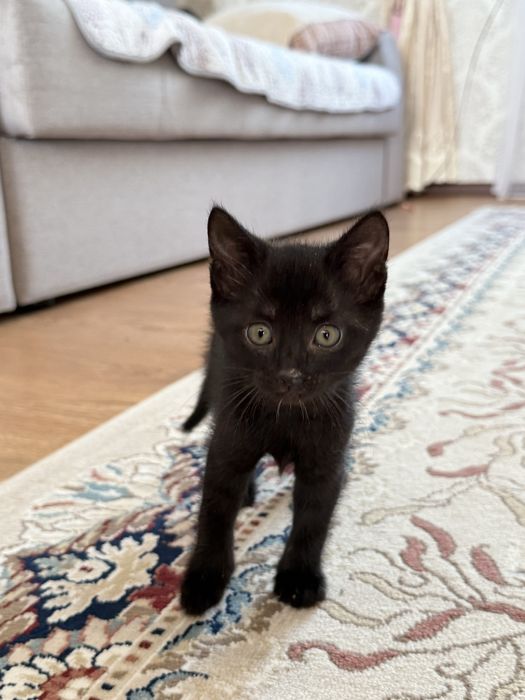 котенки 2мальчика 1девочка