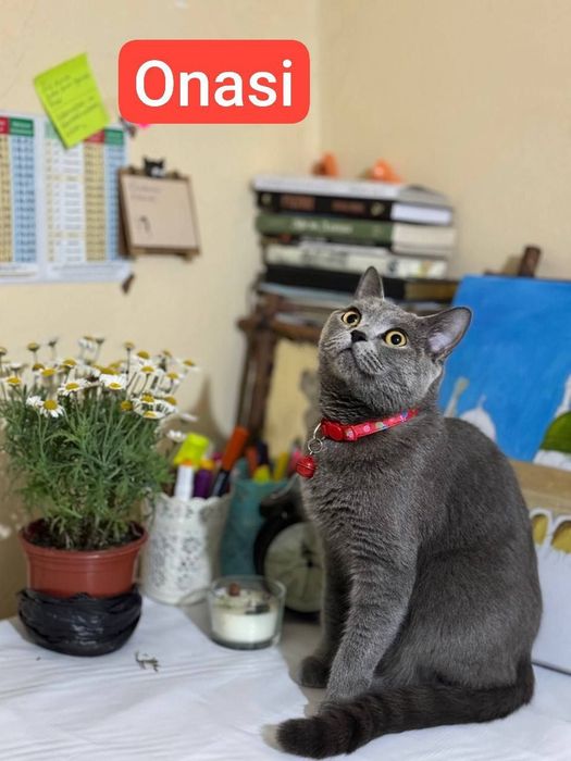 Toza qon  aqili hushyor