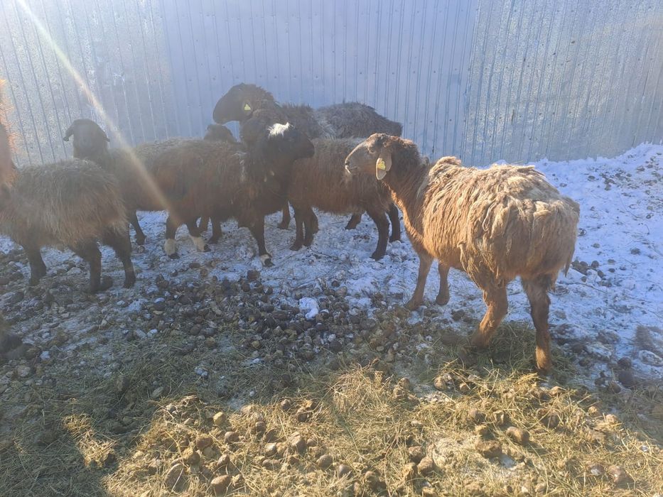 Продам баранов ярки