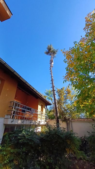 Рязане на високи опасни дървета