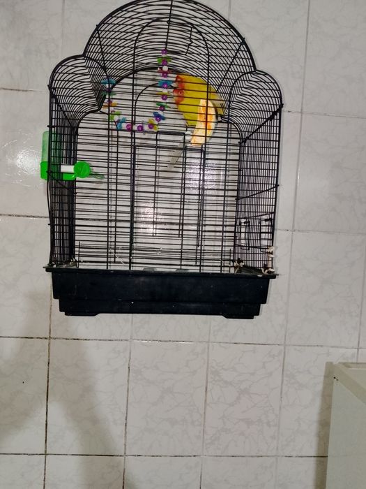Неразлучка попугай. Клеткаси Билан. Ишлашга таййор.