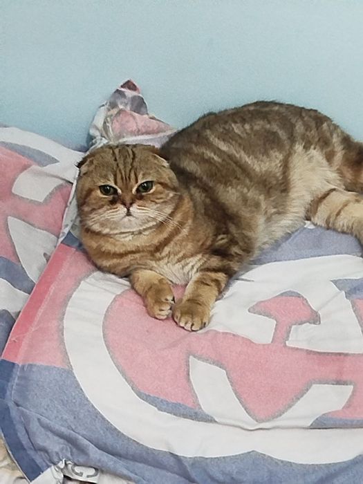 Продается кот шотландский скоттиш фолд окраска золотой мрамор