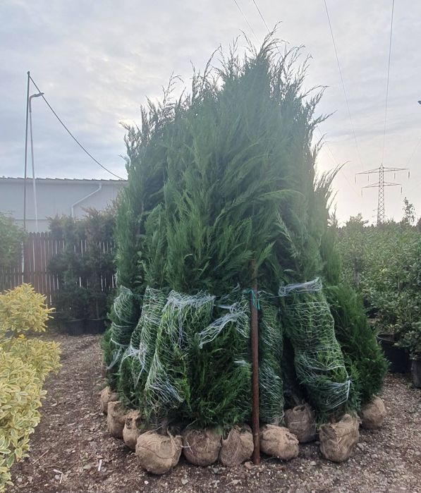 • Vand cupressus leylandii
• Ideal pentru formarea unui gard viu verde veșnic natural 

• Înălțime 2.5m - 3m după plantare

• Livrez si plantez în toa