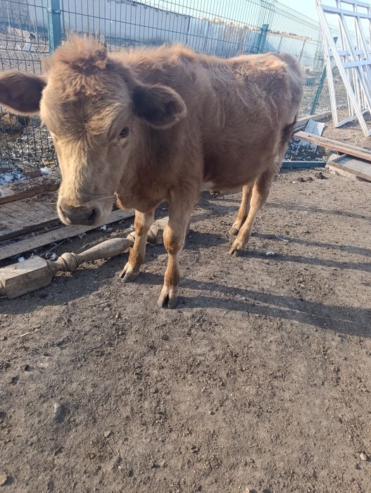 Продам уток гусей телят