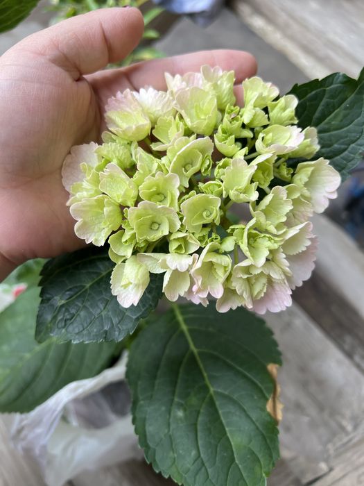 гортензия крупнолистная