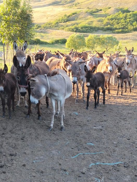 Vând măgărițe gestante