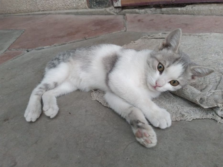 Подарю котят игривых