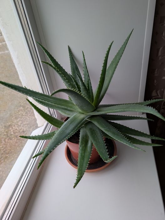 Алоэ вера мясистый