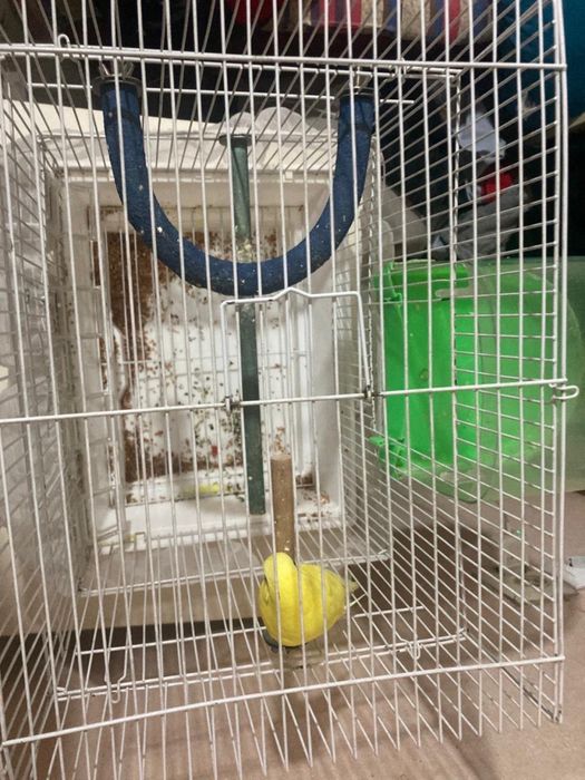 Попугай с клеткой