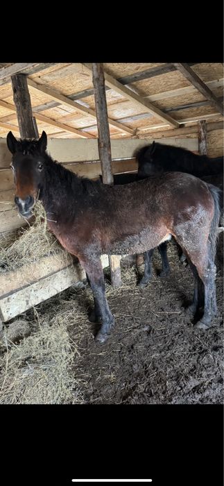 De Vânzare Doi Mânzoci