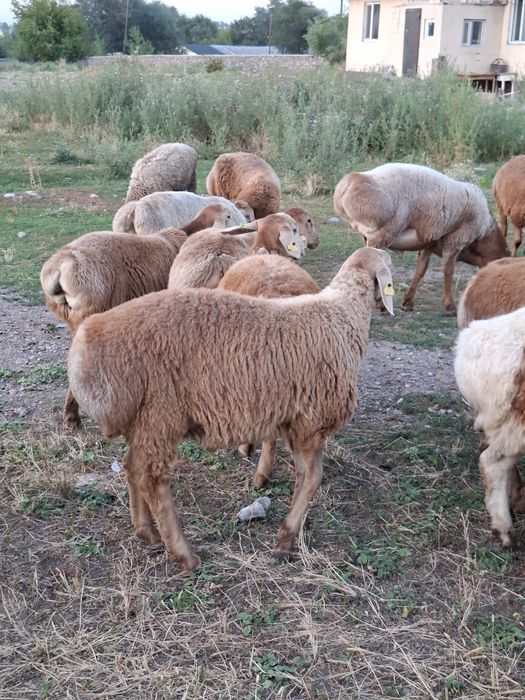Продам ягнят породы арашан