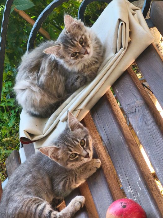 Отдам котят от горной кошки