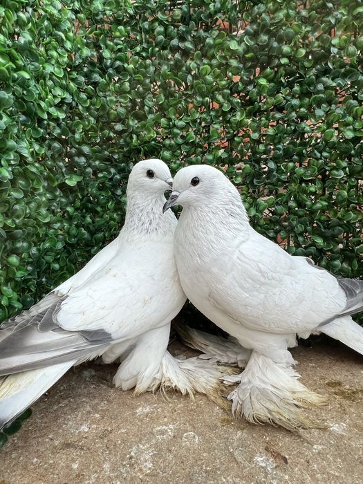 Саксонски Леден гълъб