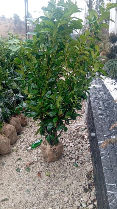 Amenajare gradina cu gazon rulou si plante ornamentale