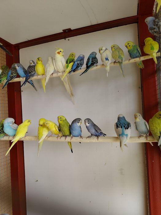 Попугай волнистый клетка корм