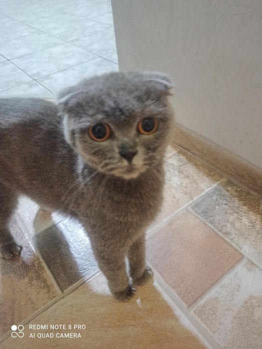 Продам породистую кошку