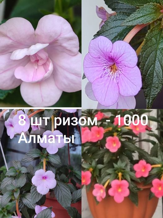 Ахименес,  красивые