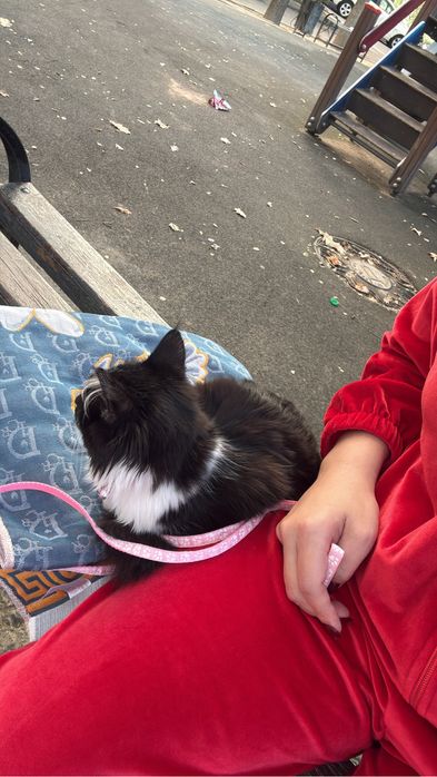 Отдам котенка в добрые руки