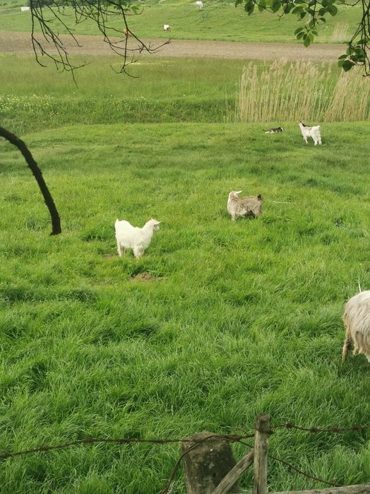 Trei iedute de vânzare 18 lei pe kg în viu