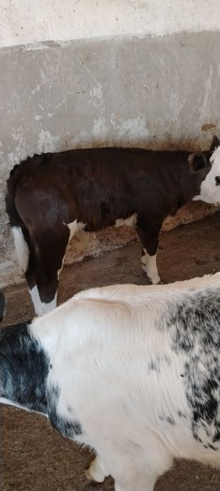 Vand doi vitei de lapte