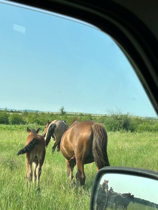 Продам лошадей шесть голов срочно