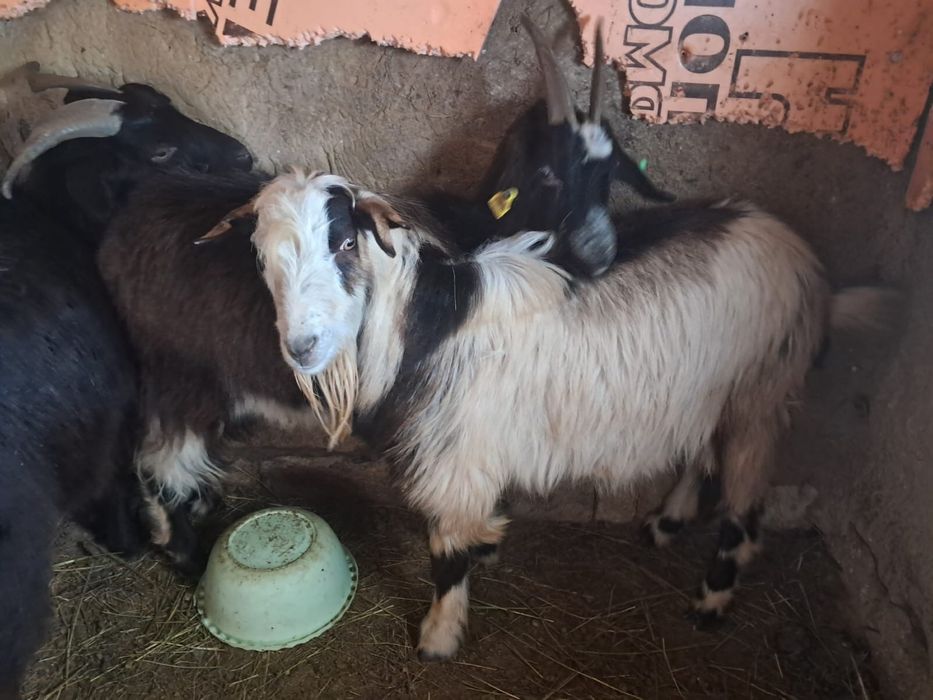 Ешкілер,   лақтарымен сатылады.