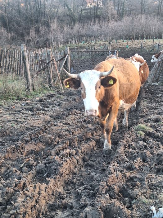 Vaci baltate recent fatate