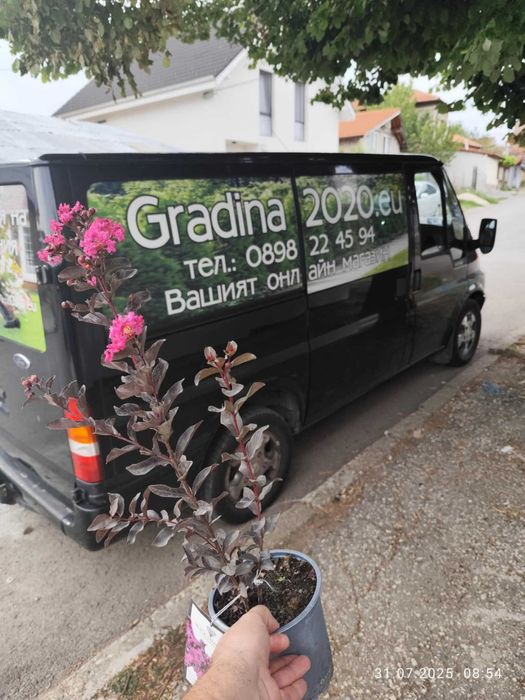 Лагерстремия - индийски люляк Налични 5 цвята