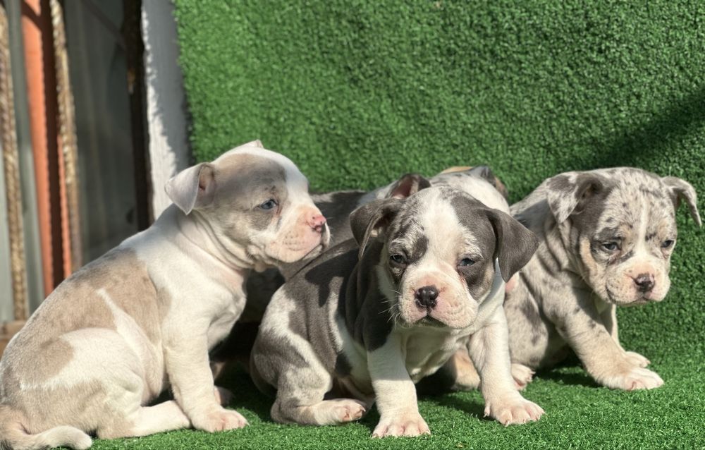 Американско були покет мерле