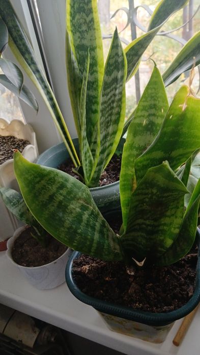 Отдам почти даром.